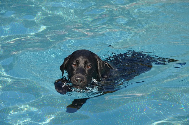 psík v bazénu